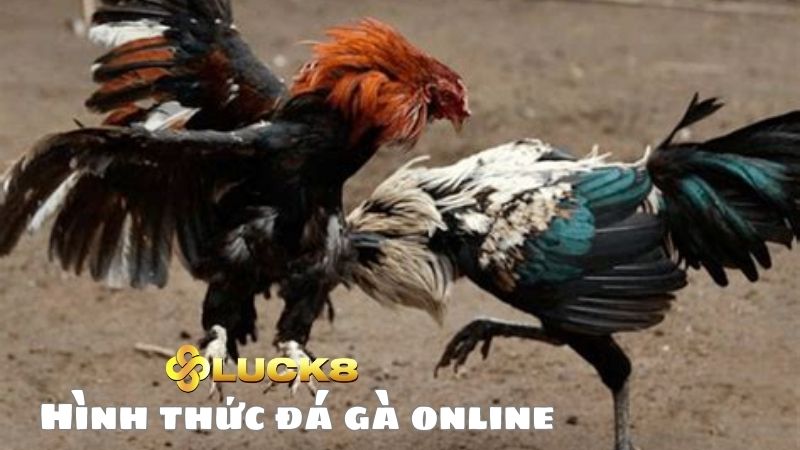 Hình thức đá gà Luck8 vô cùng đa dạng